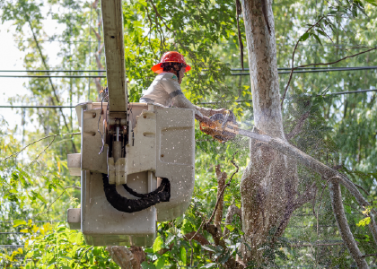 Vegetation Management