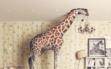 Giraffe struggles to fit in a living room 