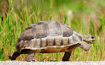 A tortoise walks slowly