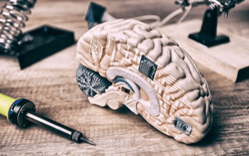 Cross section of a brain including circuits 